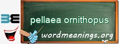 WordMeaning blackboard for pellaea ornithopus